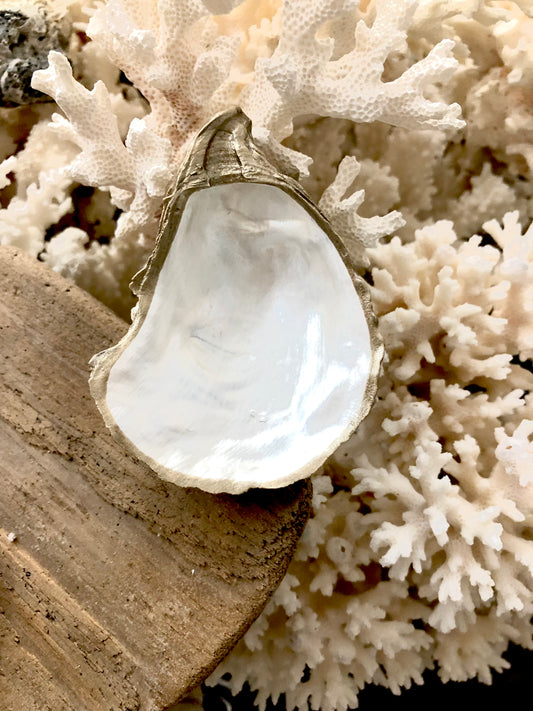 Petite Pearlized Oyster Vanity Dish